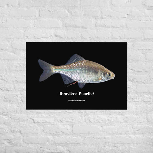 poisson artistique, affiche sur la nature, art mosaique, poster, peche, bouviere