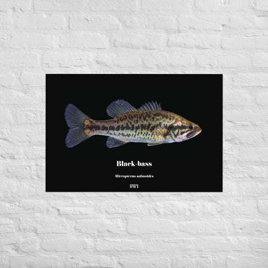 Black-bass, poster mat
