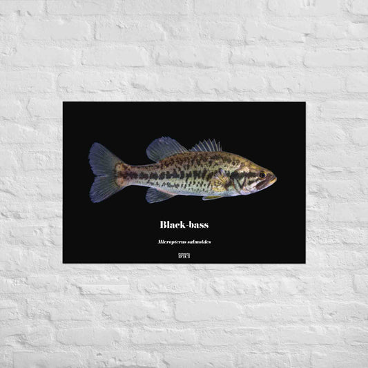 poisson artistique, affiche sur la nature, art mosaique, poster, peche, black bass, bass