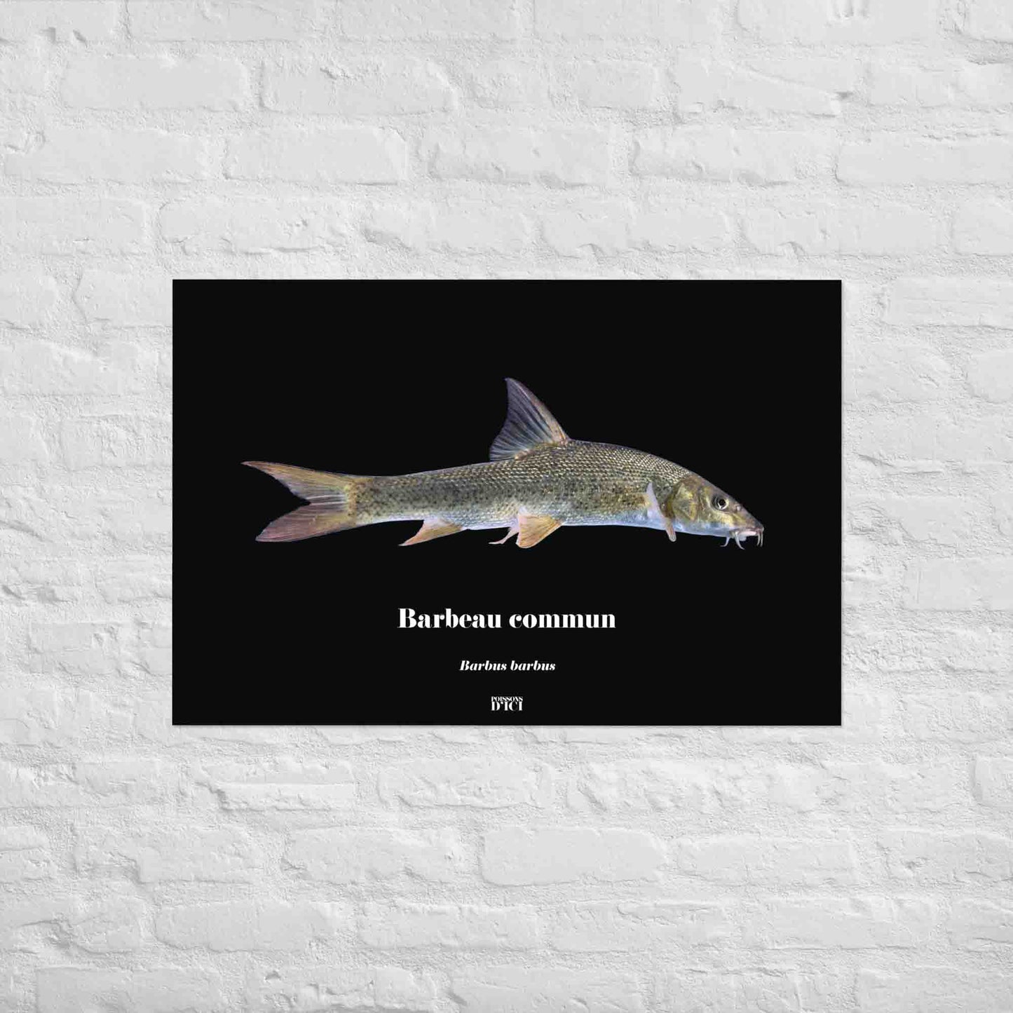 poisson artistique, affiche sur la nature, art mosaique, poster, peche, barbeau