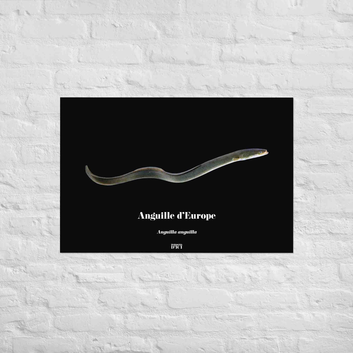 poisson artistique, affiche sur la nature, art mosaique, anguille, poster, peche