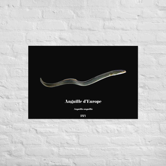 poisson artistique, affiche sur la nature, art mosaique, anguille, poster, peche