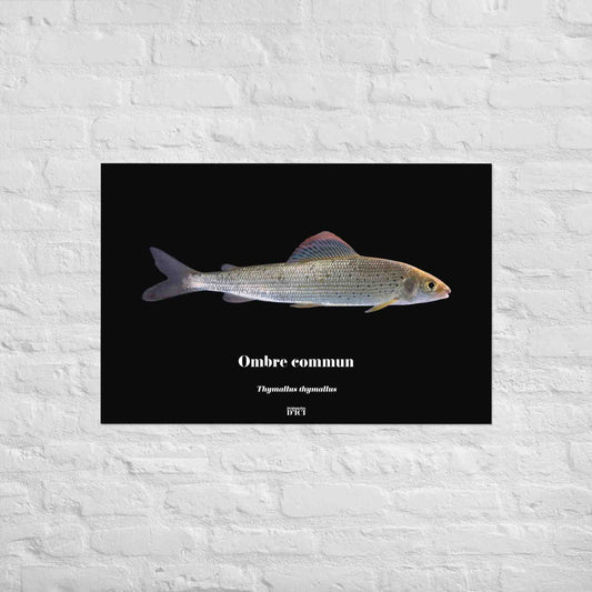 poster, art, poisson, peche, ombre, affiche