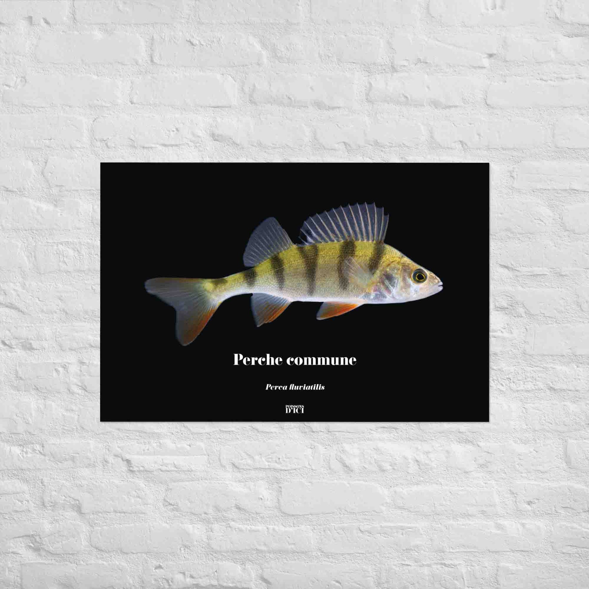 poisson artistique, affiche sur la nature, perche, peche
