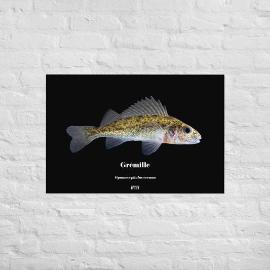 gremille poisson artistique poster
