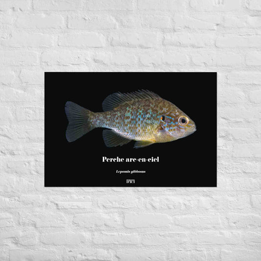 poisson art perche 